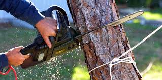 Best Lawn Pest Prevention  in San Gabriel, CA