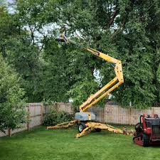 Best Stump Grinding and Removal  in San Gabriel, CA