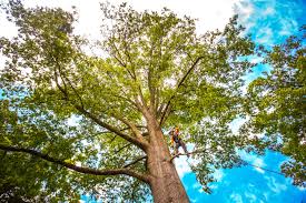 Best Storm Damage Tree Cleanup  in San Gabriel, CA