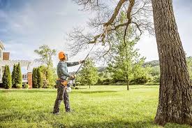 Best Fruit Tree Pruning  in San Gabriel, CA