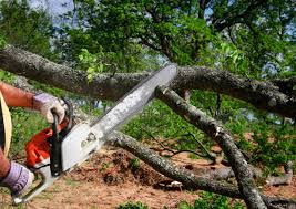 Best Emergency Tree Removal  in San Gabriel, CA