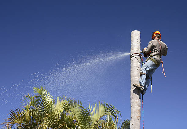 Best Tree and Shrub Care  in San Gabriel, CA