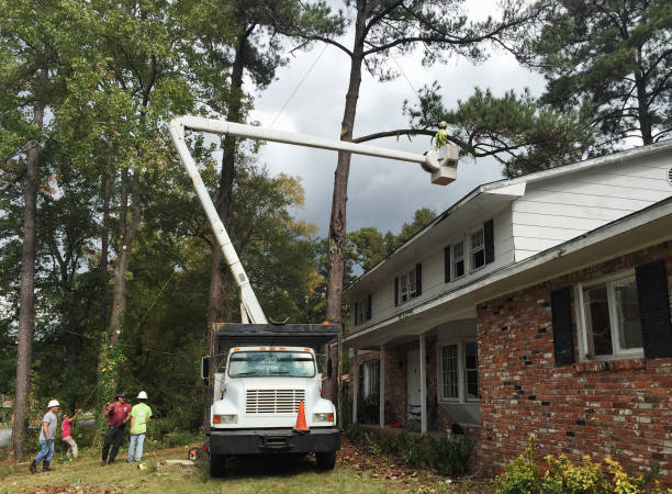 Trusted San Gabriel, CA Tree Care Experts