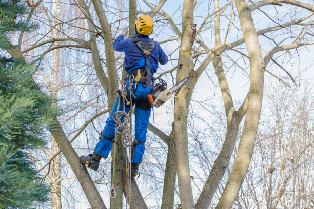 Best Arborist Consultation Services  in San Gabriel, CA
