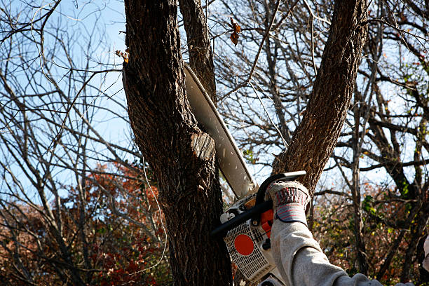 Lawn Watering Services in San Gabriel, CA