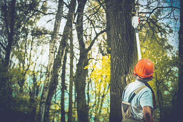 How Our Tree Care Process Works  in  San Gabriel, CA