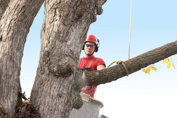  San Gabriel, CA Tree Care Pros